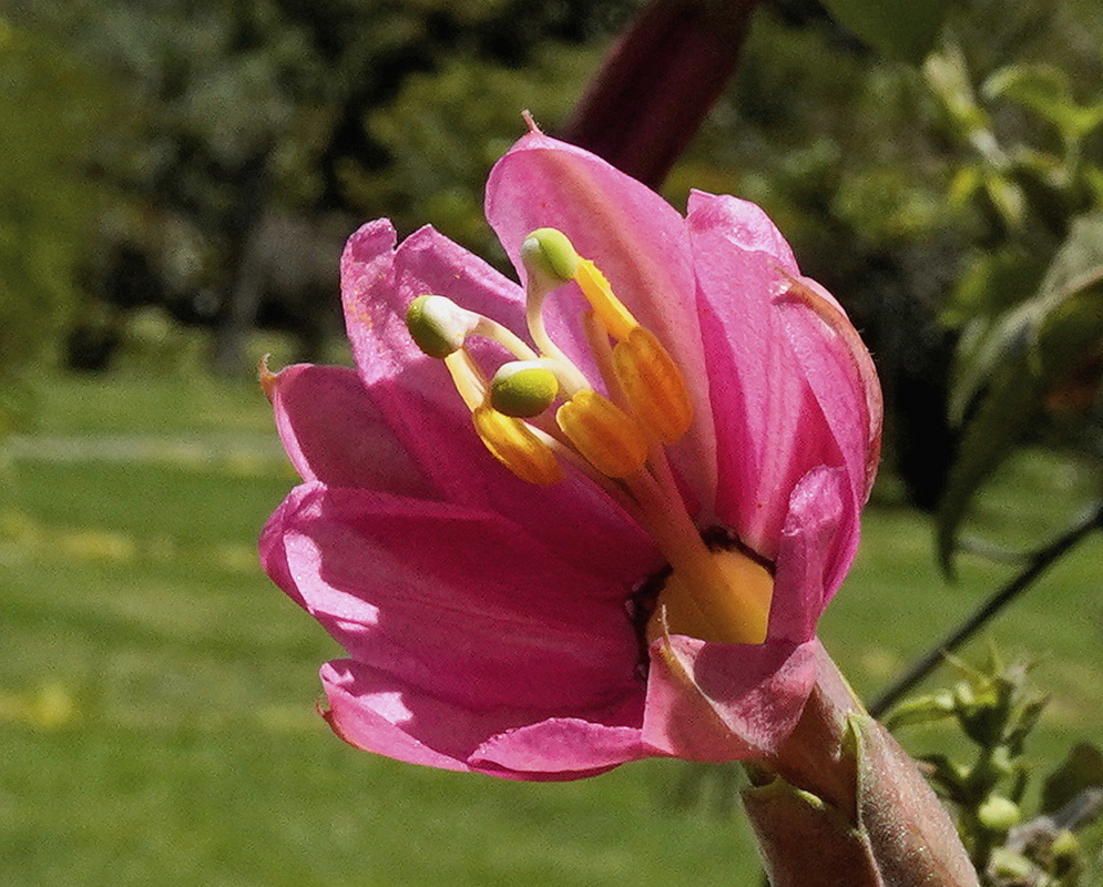 Passiflora brachyantha pink flower with thick overlapping segments and yellow anthers