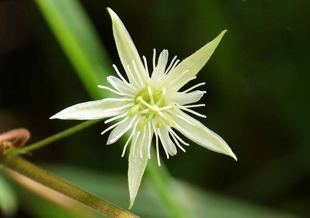 A light green Passiflora capsularis flower with white filaments