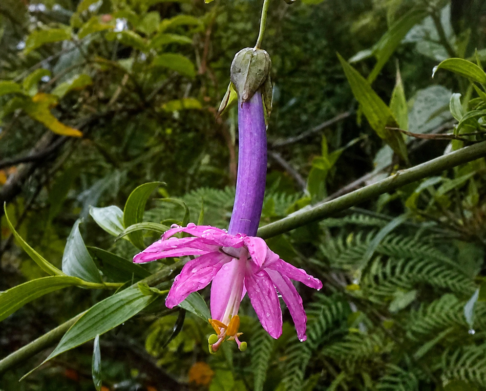 Passiflora cumbalensis plant habit and foliage
