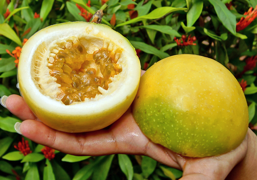 One yellow and green passiflora edulis fruit cut in half and held by hand