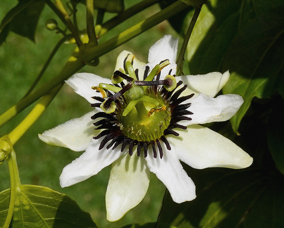 Passiflora dawei white flower with dark corona filaments and green central column