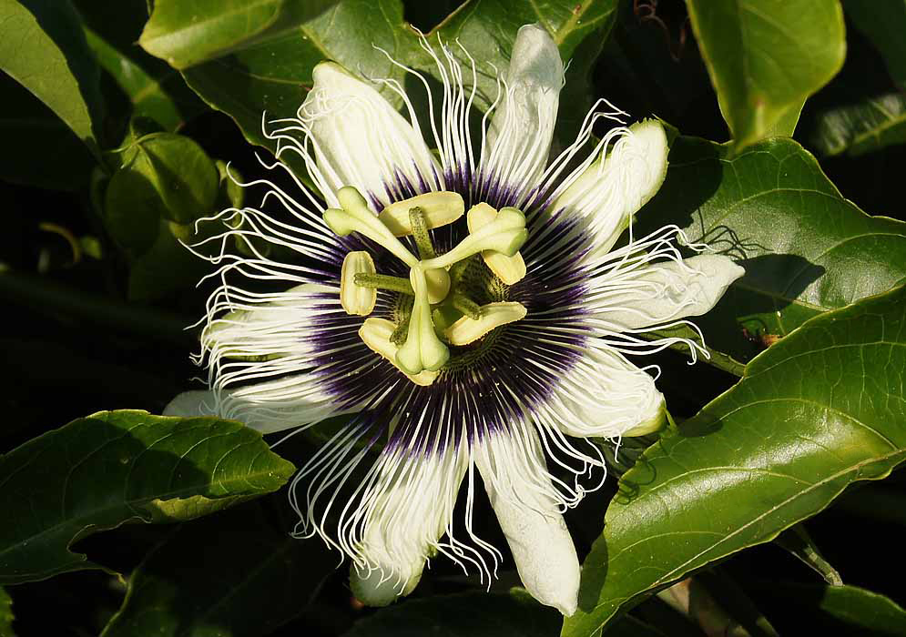 A white Passiflora Edulis flower with green stigmas and filaments and cream colored anther and purple and white coronas