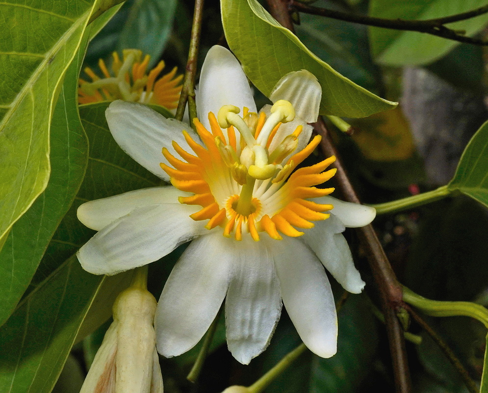 Passiflora emarginata white flower with bright orange yellow corona beneath broad leaves