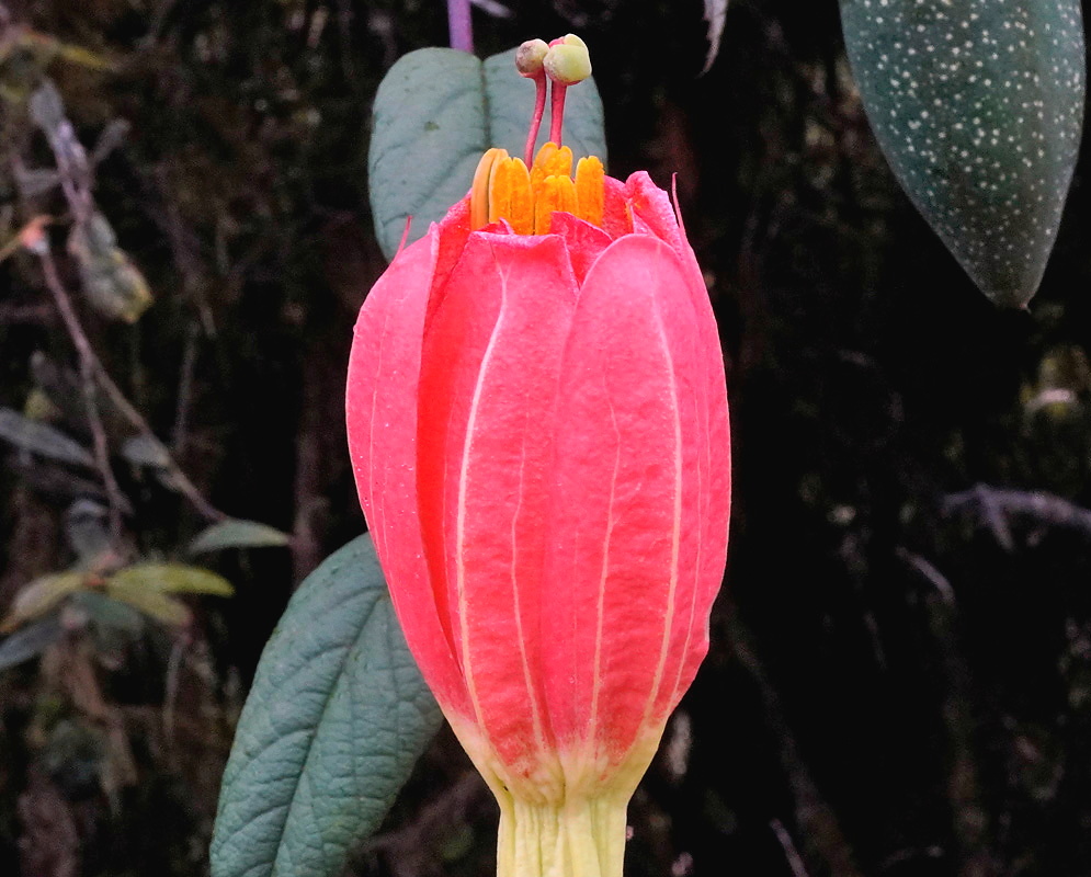 Passiflora fimbriatistipula plant habit and foliage