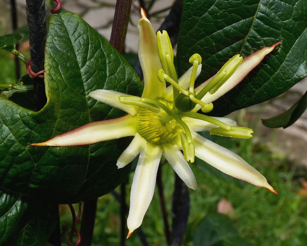 Passiflora herbertiana pale green flower with narrow spreading segments among textured leaves