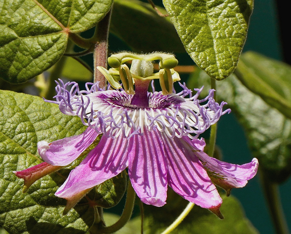 Passiflora incarnata flower with crimped purple white corona filaments beneath textured leaves