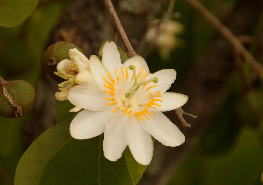 A white Passiflora lindeniana flower with a green style and stigma and a yellow corona