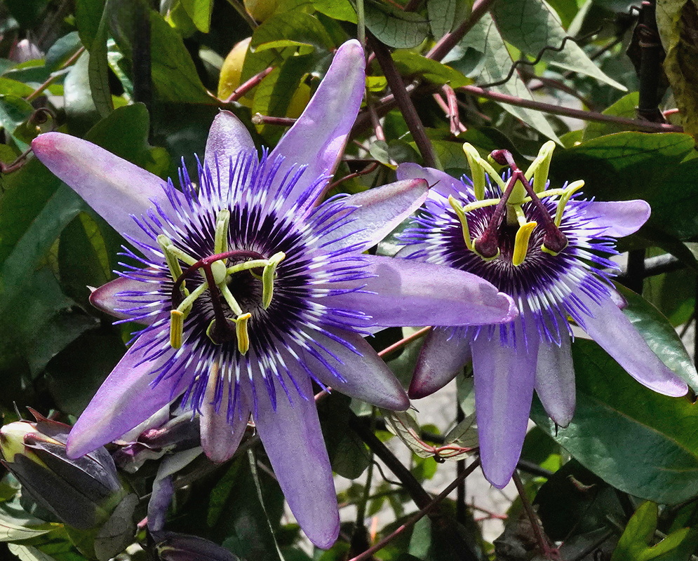 Passiflora loefgrenii × caerulea pair of lavender flowers with purple coronas