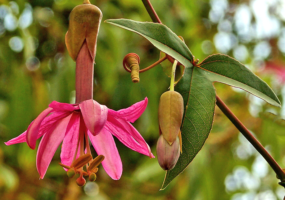A magenta-pink Passiflora luzmarina flower