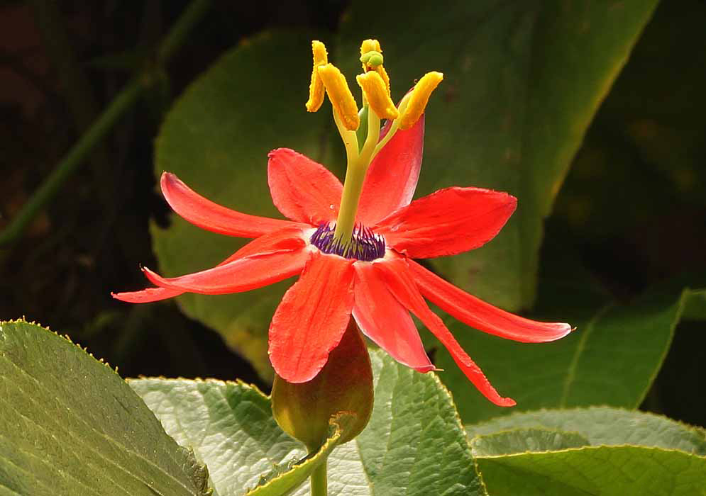 A red Passiflorta manicuta flower with green stigmas and red styles and yellow anthers and purple coronas in sunlight