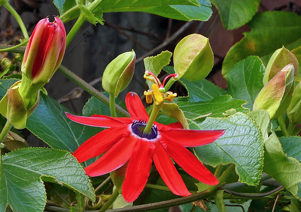 A red Passiflorta manicuta flower with green stigmas and red styles and yellow anthers and purple coronas