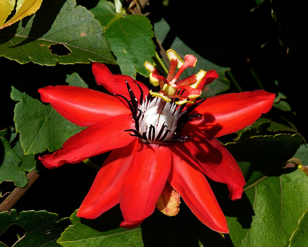 Passiflora miniata vivid red flower with contrasting white and dark central corona