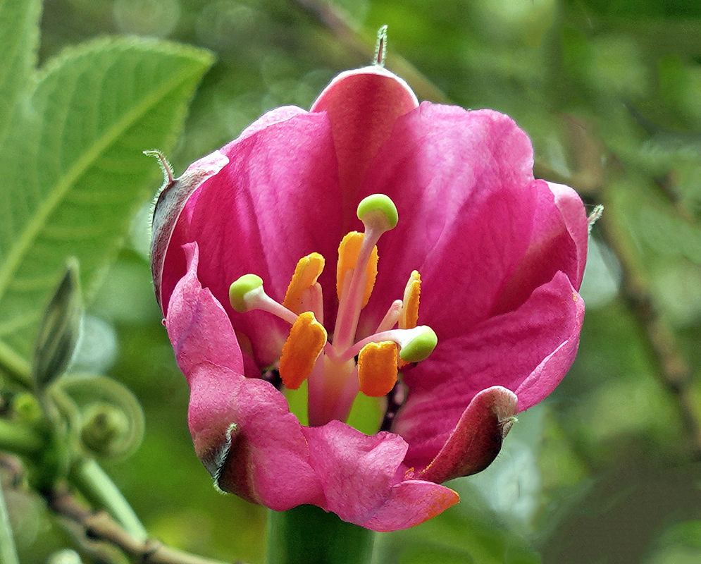 A dark pink Passiflora mixta flower with orange anthers and green stigmas