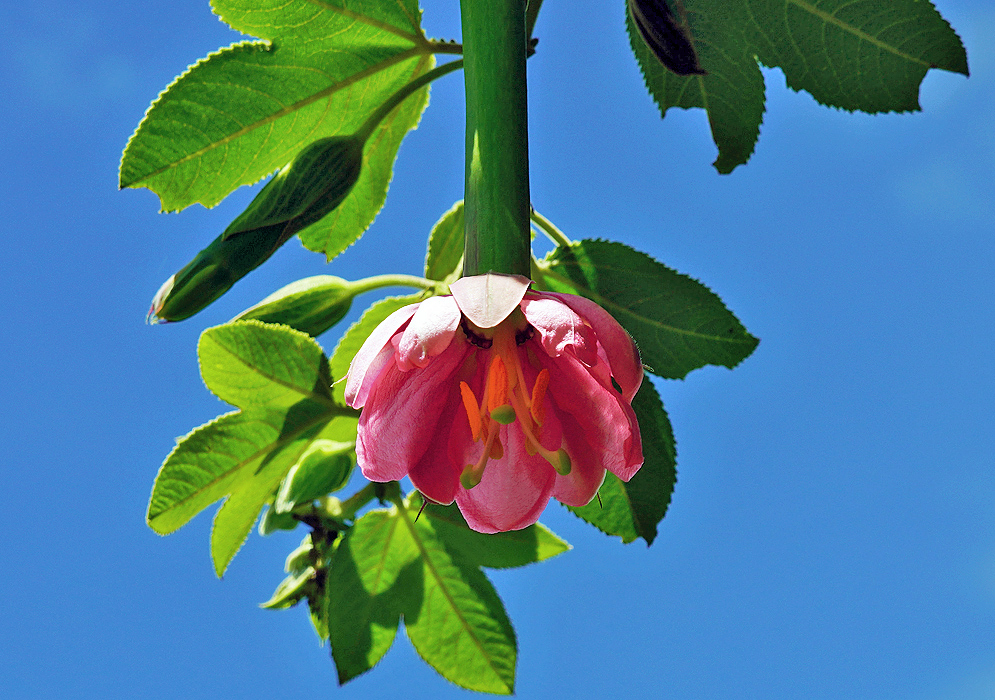 A lone pink Passiflora mixta shaded by leaves under a dark blue sky