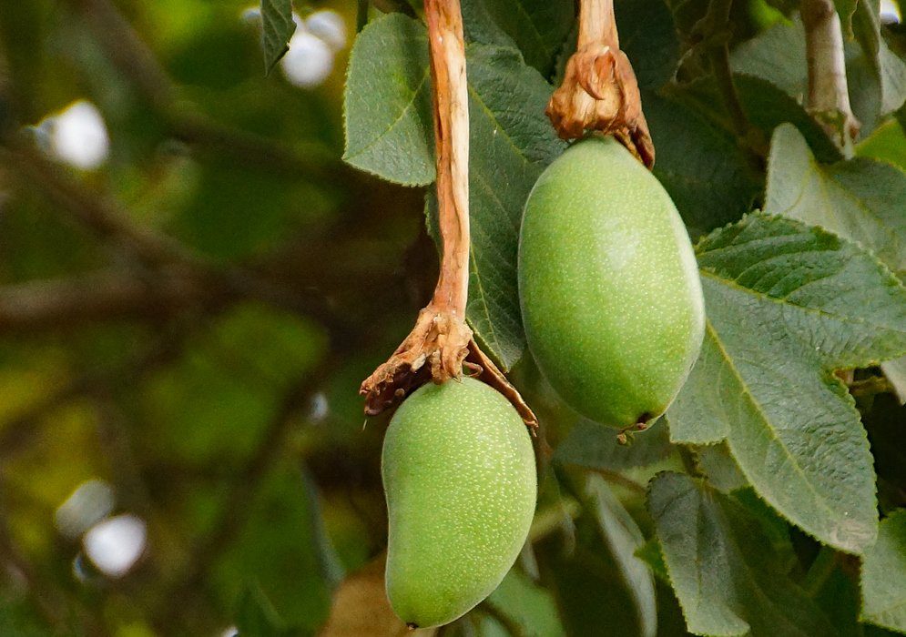 Two green Passiflora mixta fruits hanging on a vine