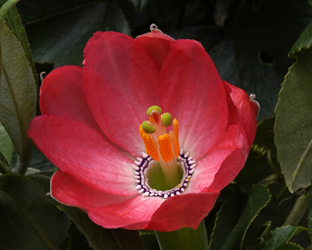 A pink Passiflora mixta flower with orange anthers and green stigmas