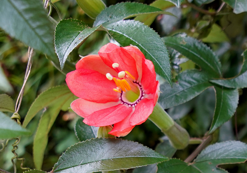 Passiflora mixta var pilosa orange-peach colored flower with white stigmas