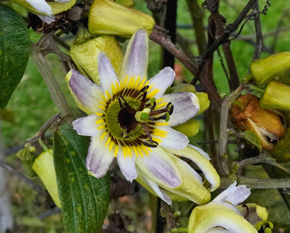 Passiflora mollis pale flower with yellow corona and dark central ring among green foliage