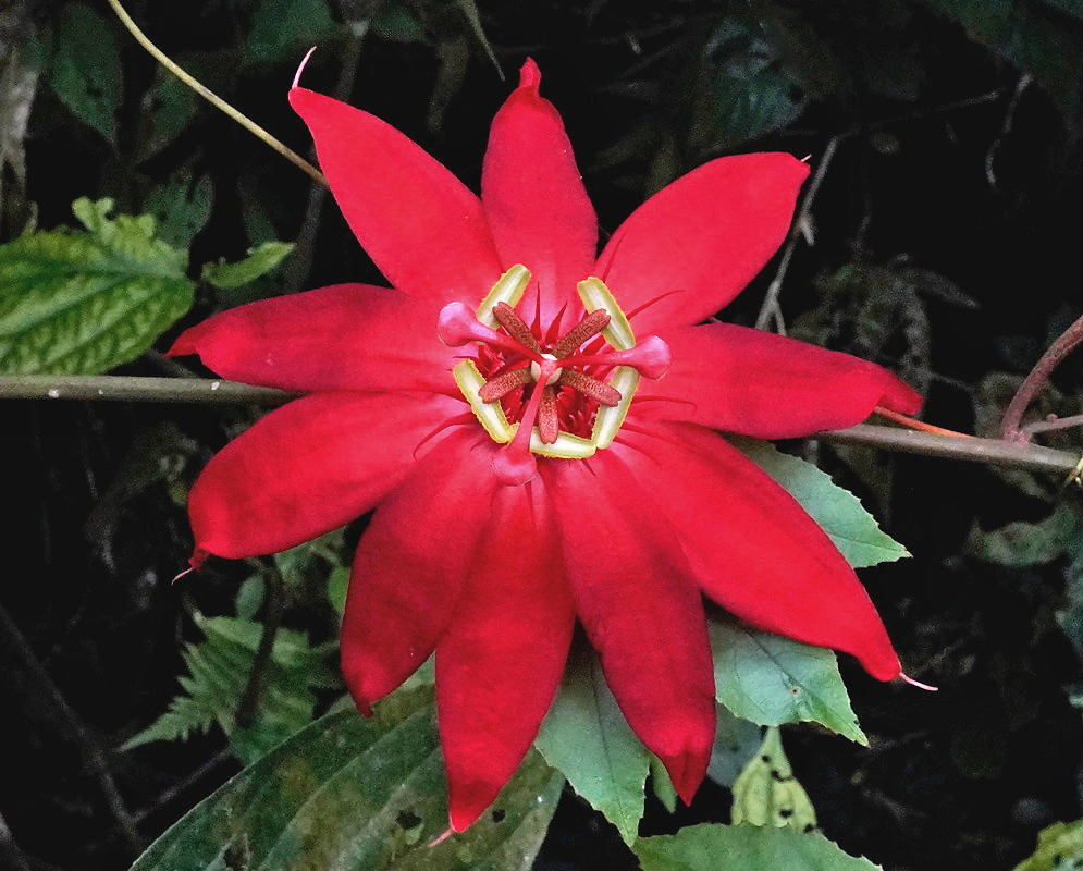Passiflora punicea red flower