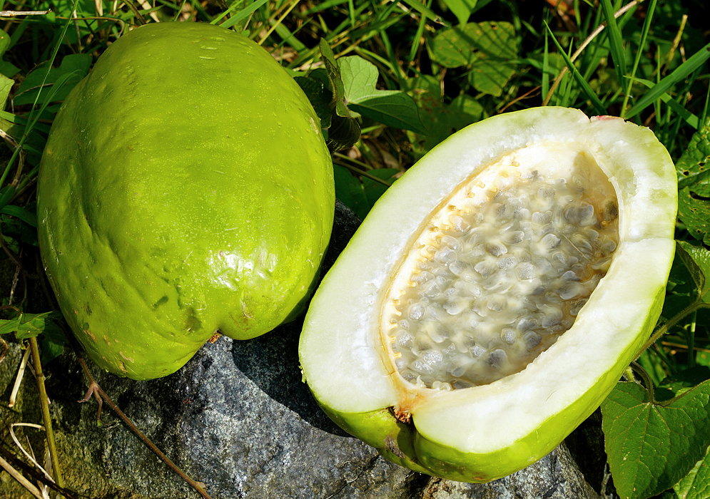 A lime-green Passiflora quadrangularis fruit cut in half exposing the white pulp for one of the halves