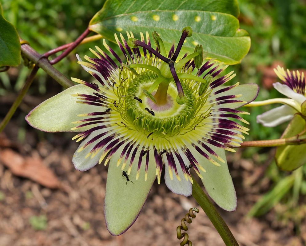 Passiflora santos-llatasii has cream passionflower with burgundy filaments