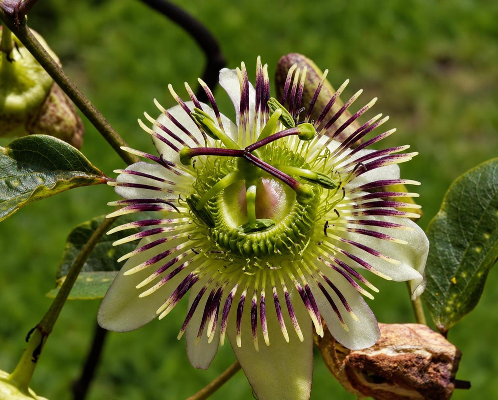 Passiflora santos-llatasii Flower Details Passiflora santos-llatasii has cream passionflower with purple filaments