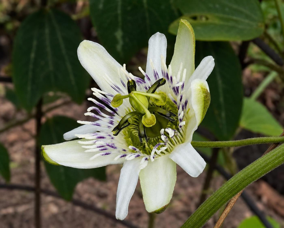 Passiflora santos-llatasii Flower Details Passiflora santos-llatasii has white passionflower against dark leaves