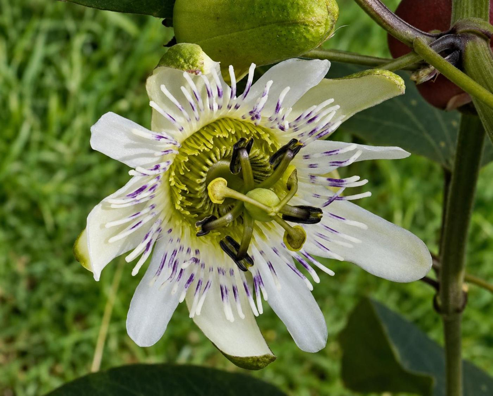 Passiflora santos-llatasii Flower Details Passiflora santos-llatasii has white passionflower on woody vine