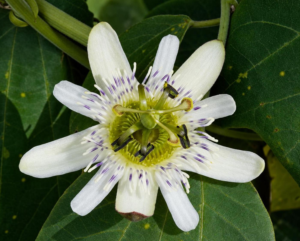 Passiflora santos-llatasii Flower Details Passiflora santos-llatasii has white passionflower with green corona