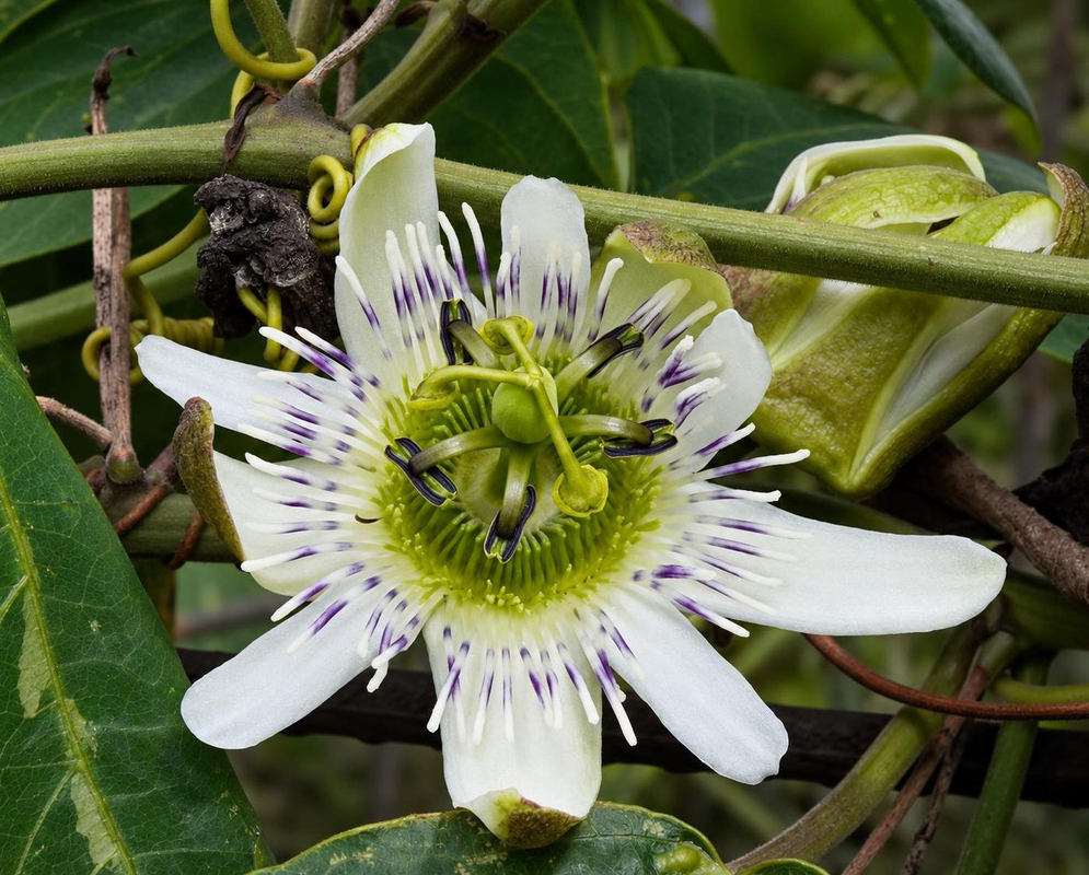 Passiflora santos-llatasii Flower Details Passiflora santos-llatasii has white passionflower with lilac filament tips
