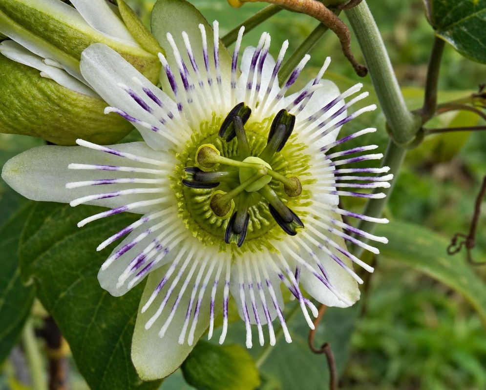 Passiflora santos-llatasii Flower Details Passiflora santos-llatasii has white passionflower with lilac tipped filaments