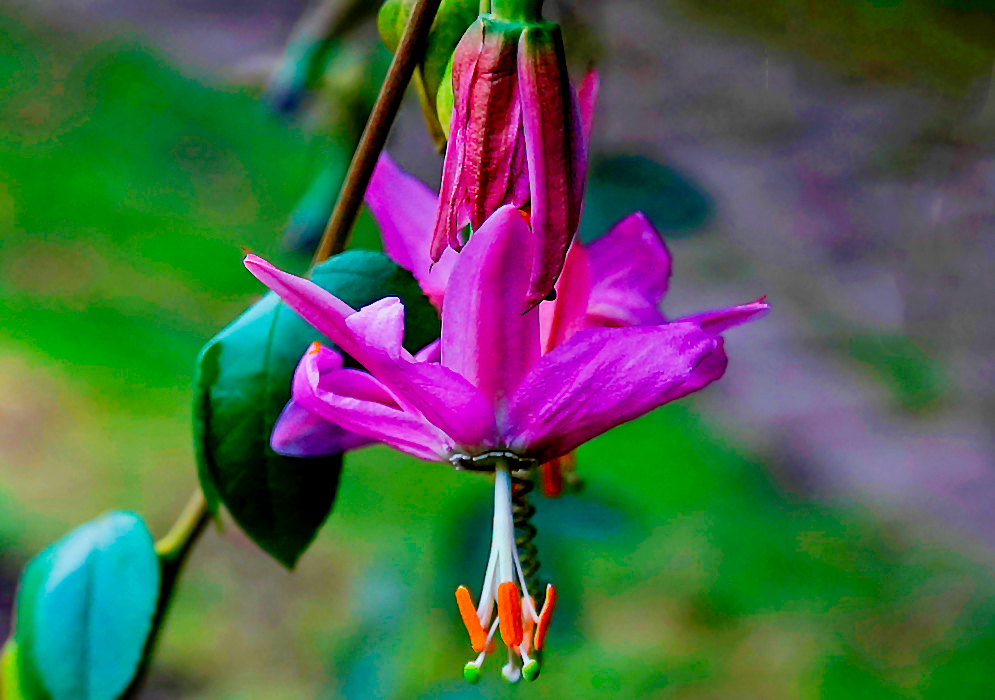 A hanging purple-pink Passiflora tarminiana flower with orange anthers and green stigmas under canopy 