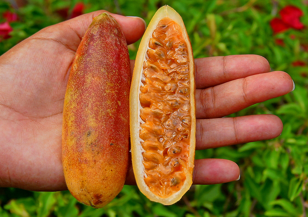 Dark-red and orange Passiflora tarminiana fruit cut in half and held in the palm of a hand exposing the orange pulp