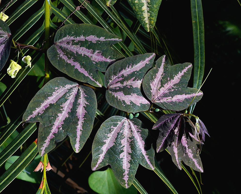 Passiflora trifasciata dark lobed leaves marked with broad pink central bands