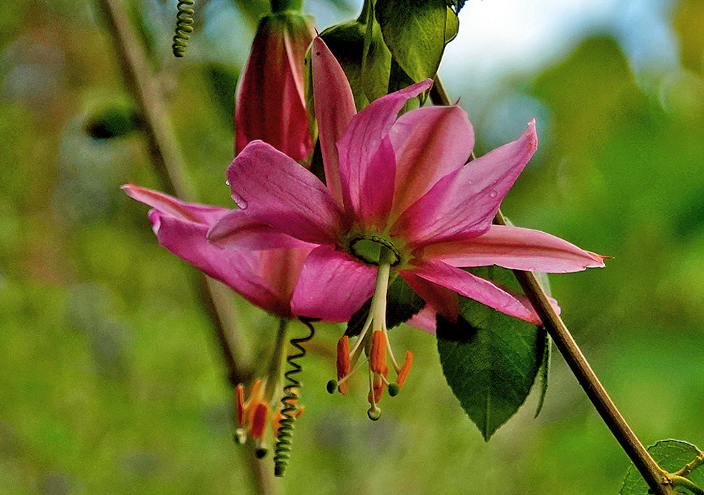 A light-pink Passiflora tripartita flower with yellow anthers and green stigmas