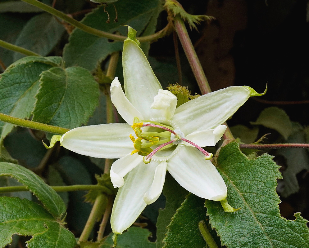 Passiflora trisecta pale flower with narrow spreading segments and pink green center