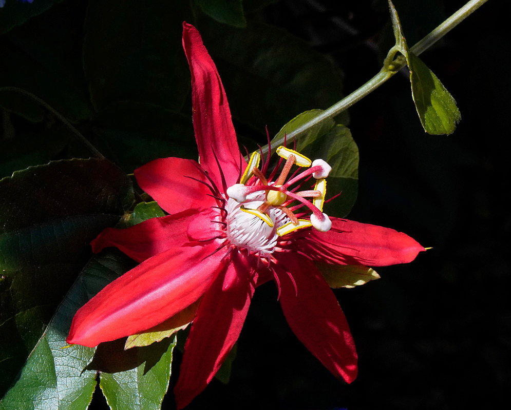 Passiflora vitifolia crimson bloom Passiflora vitifolia crimson flower with long petals and contrasting white corona filaments
