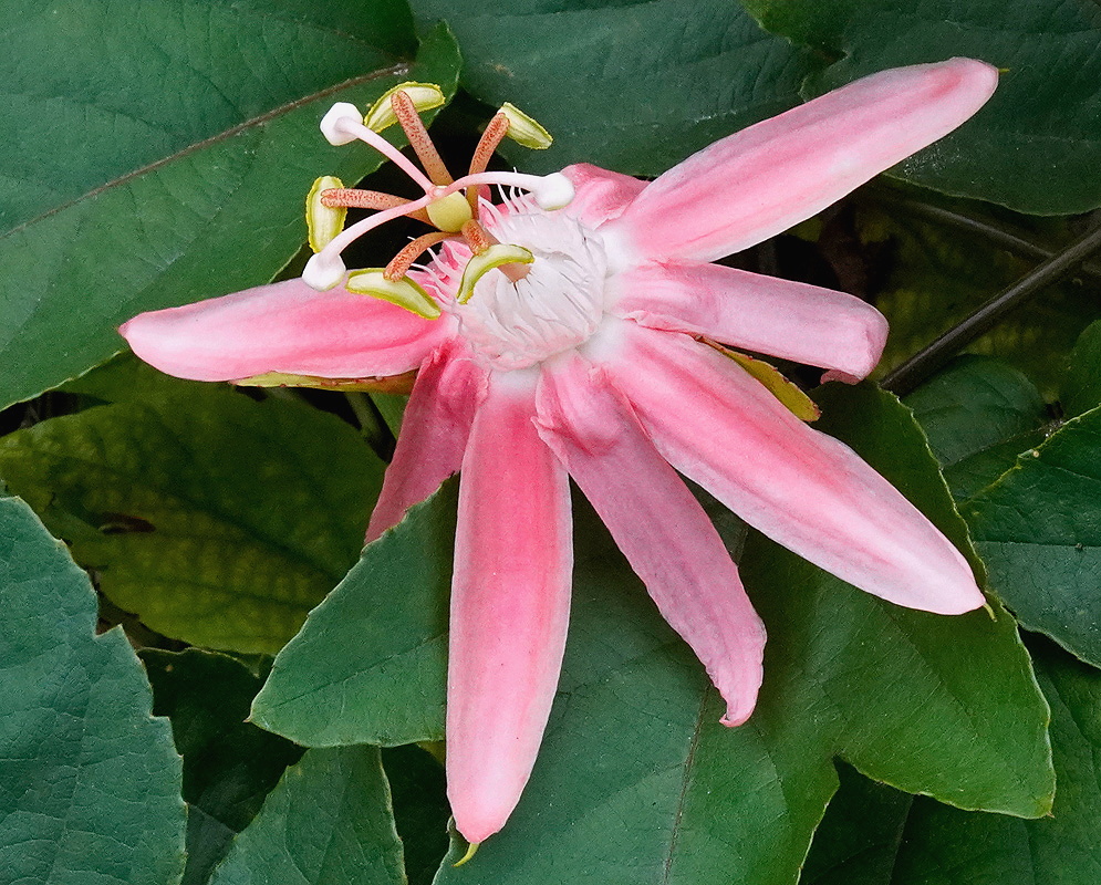 Passiflora vitifolia pink flower Passiflora vitifolia pink flower displayed against broad green leaves