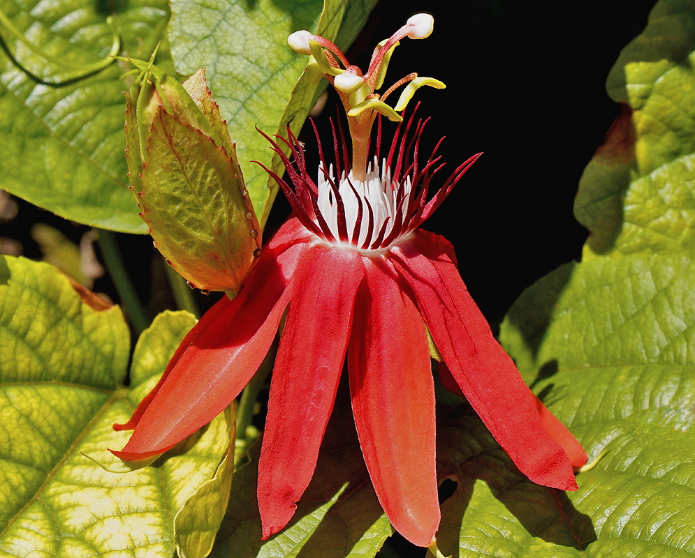 Passiflora vitifolia bright red flower Bright red Passiflora vitifolia flower with an upright central column and white corona