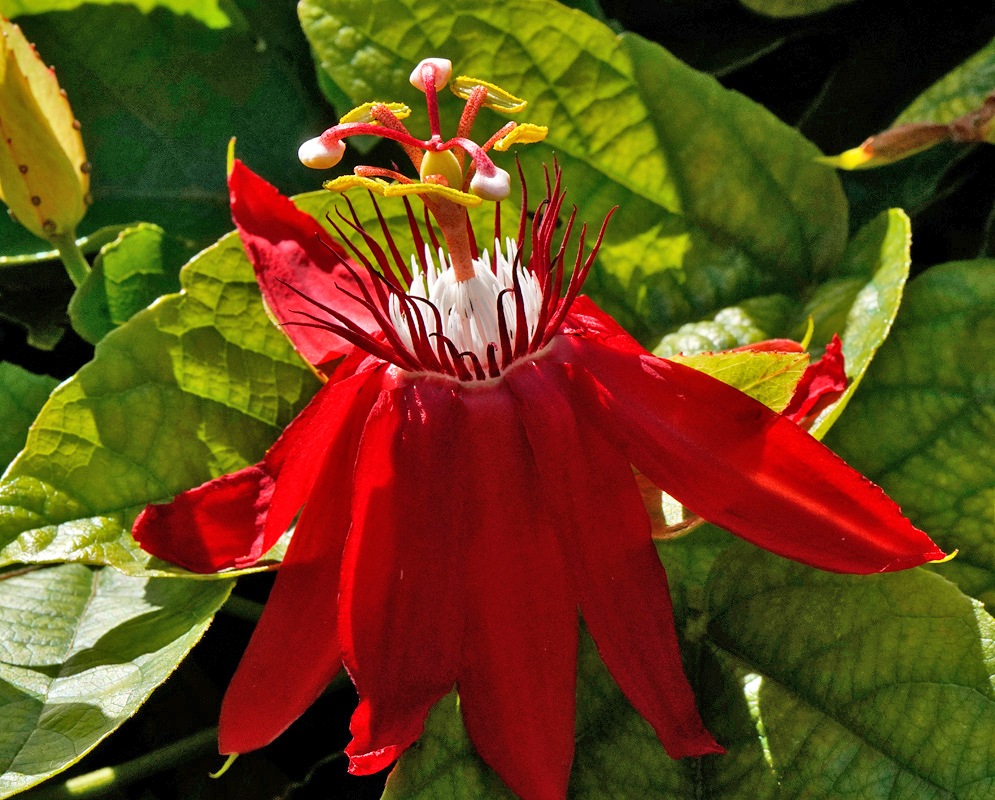 Passiflora vitifolia red flower Open red Passiflora vitifolia flower surrounded by sunlit textured leaves