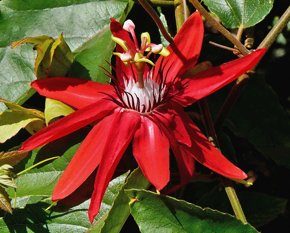 Passiflora vitifolia scarlet bloom Scarlet Passiflora vitifolia flower with narrow petals and a white central corona