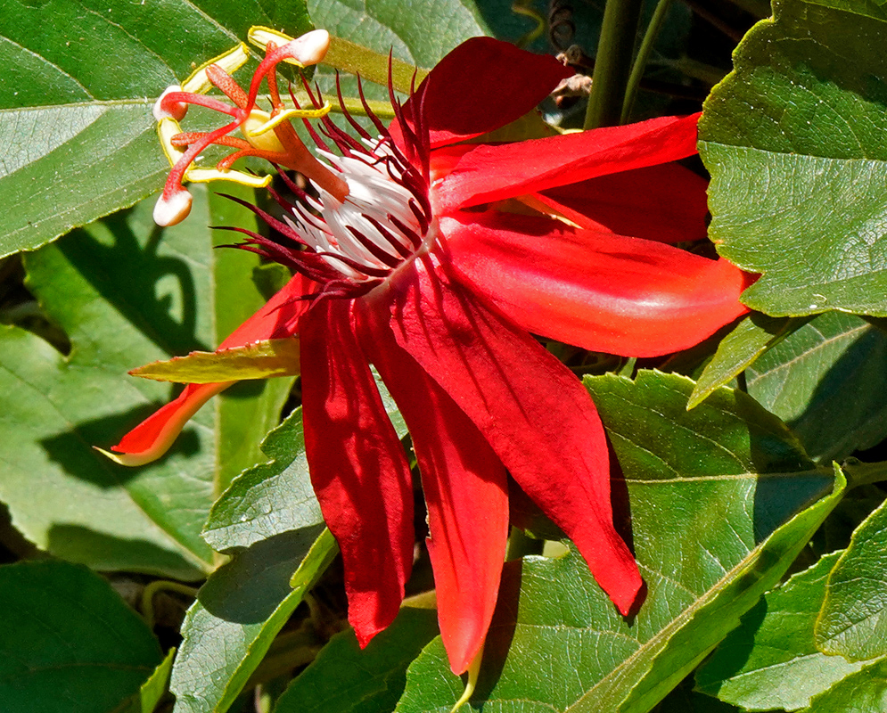 Passiflora vitifolia sunlit flower Sunlit red Passiflora vitifolia flower viewed from the side among green foliage