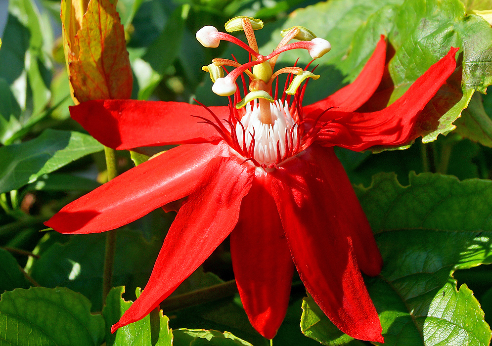 A red Passiflora vitifolia flower with green anthers, white stigmas, red styles and white coronas surrounded by a red coronas