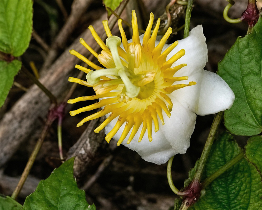 Unidentified Passiflora white flower with a dense golden corona and raised central column