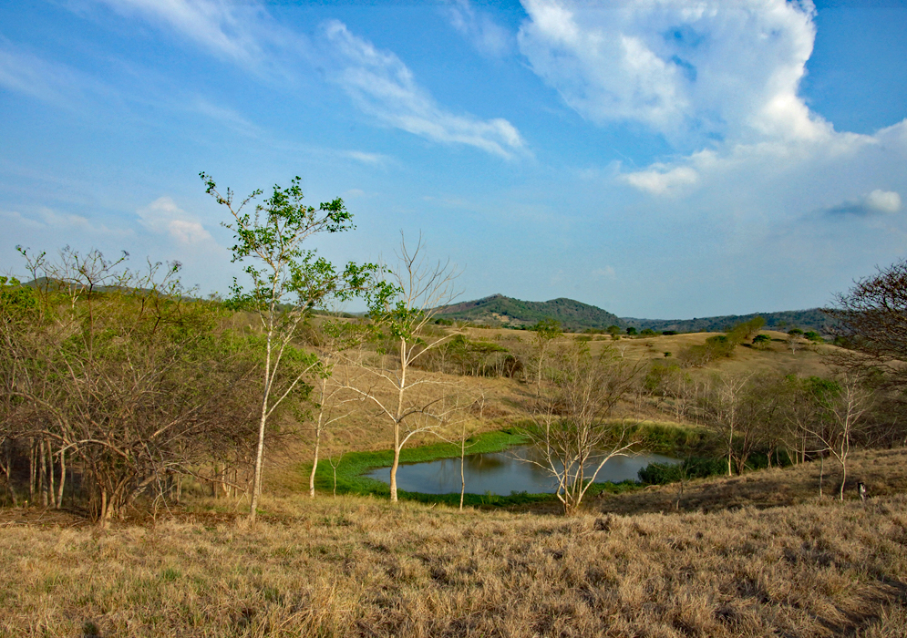 Pond during the dry season