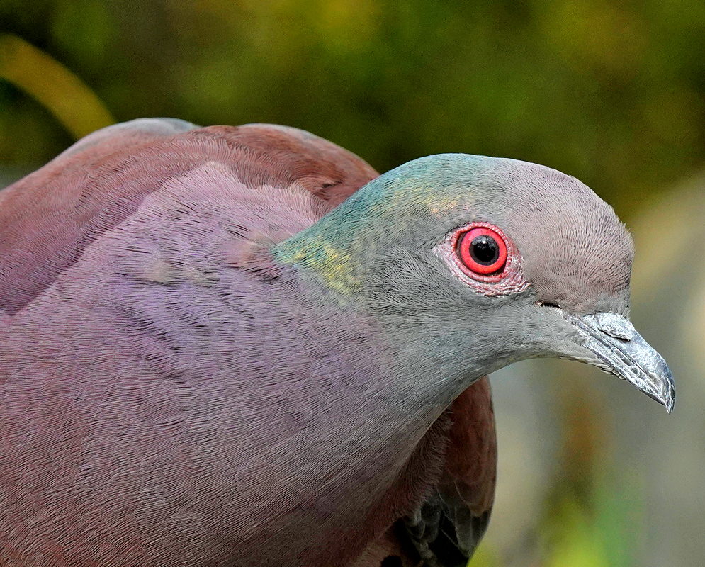 Pale-vented Pigeon Close-up of a Pale-vented Pigeon's head showing iridescent green patches near the neck, deep red eyes, and a pale grayish