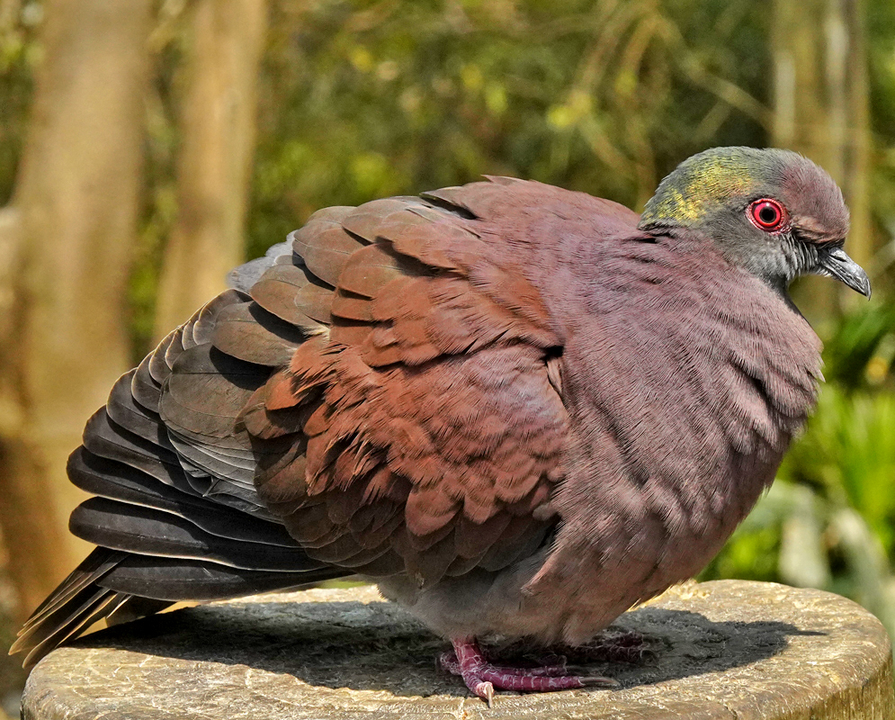 Patagioenas cayennensis A Pale-vented Pigeon with reddish-brown plumage and red eyes resting on a stone surface, its feathers puffed out in bright daylight