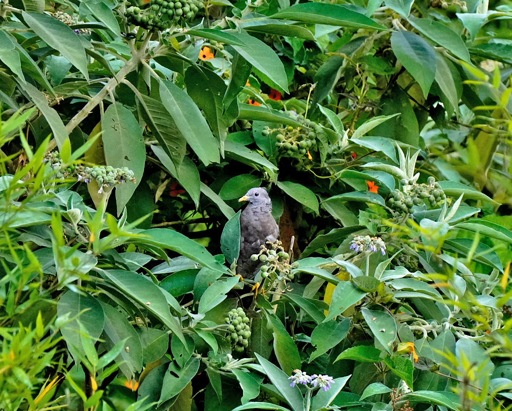Band-tailed pigeon A Band-tailed Pigeon partially hidden among thick green foliage, showing its gray body, pale bill with a yellow base, and yellow legs