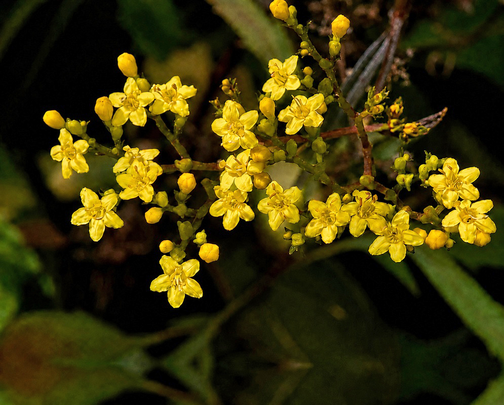 Patrinia scabiosifolia branching cluster of small yellow flowers and rounded buds against dark foliage