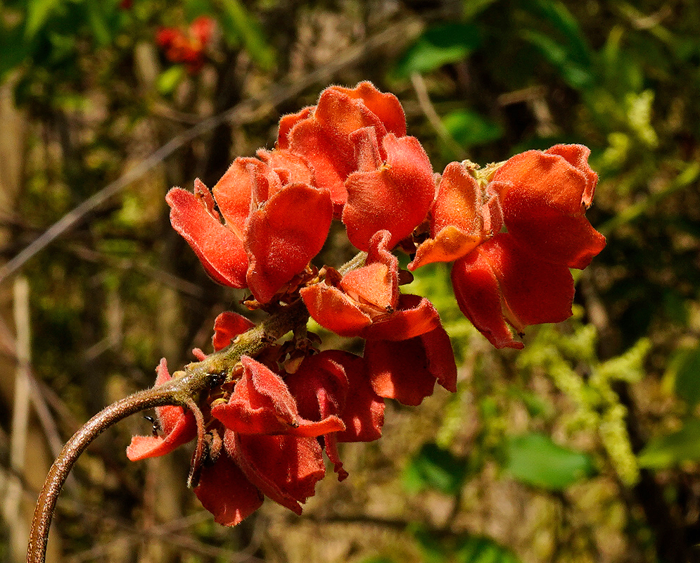 Paullinia fuscescens branch bearing clustered orange red mature capsules